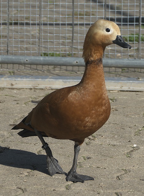 速推进和外